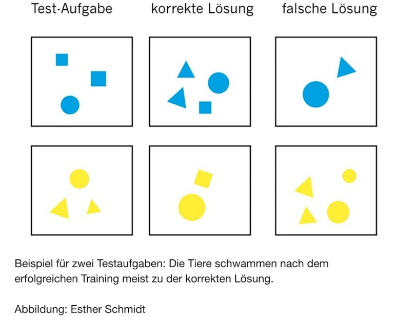 Studie zeigt: Fische können rechnen - Gesellschaft für Ichthyologie e.V.