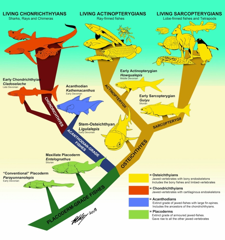 Science Vertebrates Fish A tiny 400 million-year-old fish changed our view of vertebrates ...