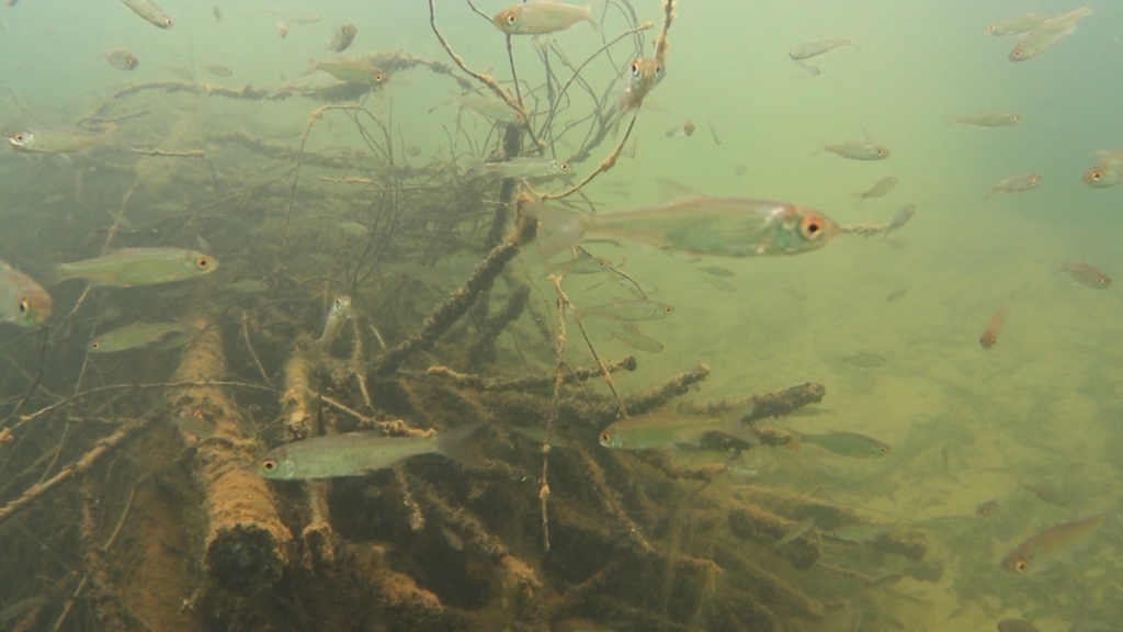 Baggersee_Totholz_Weissfische_2.1