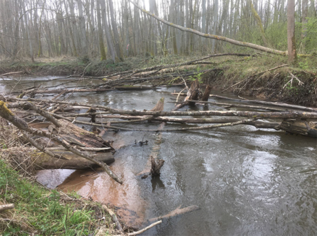 Kontrollbefischung an der Wieslauter