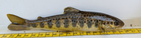 Juveniler Lachs
