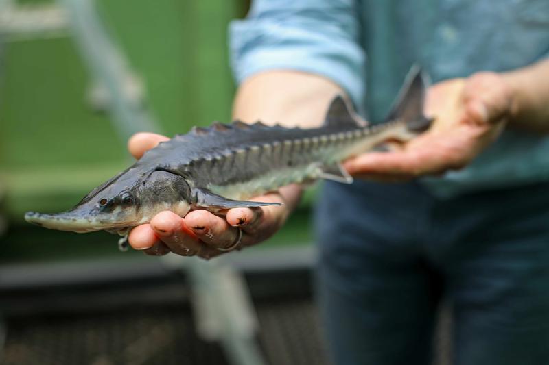 newsimage416537 Stör